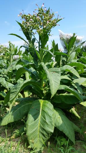 PLANT